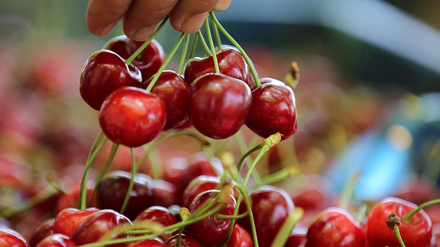 Kirazın faydaları nelerdir? Kiraz tüketirken nelere dikkat edilmeli? (Kiraz sapı çayının etkileri)
